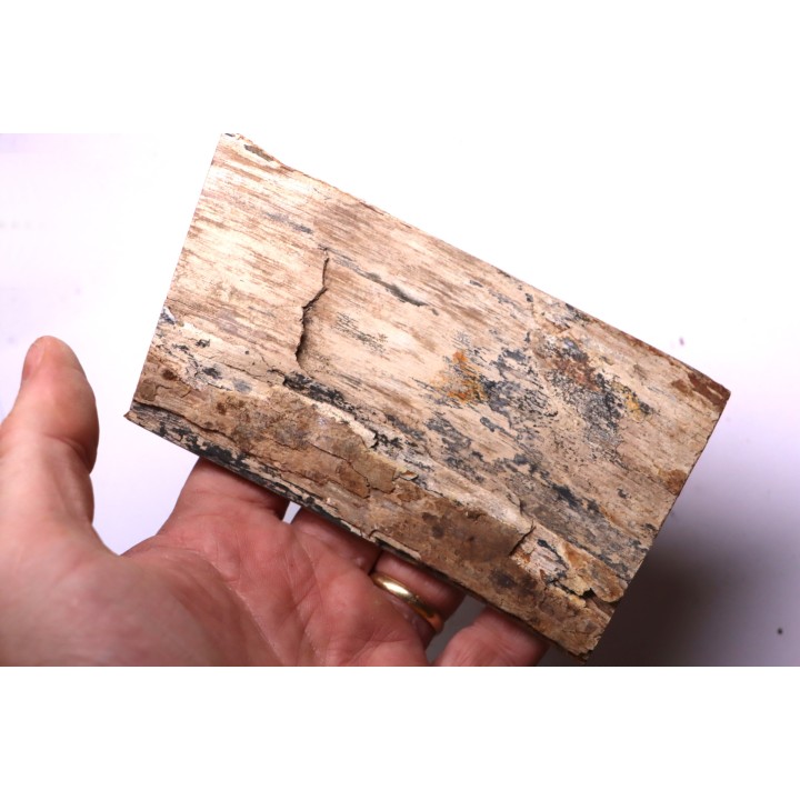 Mammoth ivory - Alaska, USA