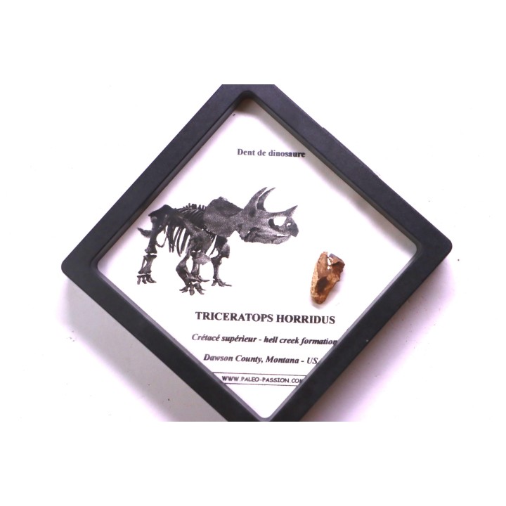 coffret dent de TRICERATOPS HORRIDUS