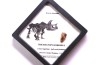 coffret dent de TRICERATOPS HORRIDUS