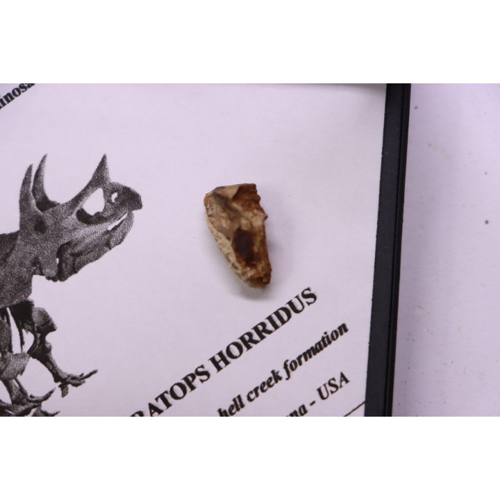 coffret dent de TRICERATOPS HORRIDUS