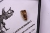 dinosaure tooth: TRICERATOPS HORRIDUS