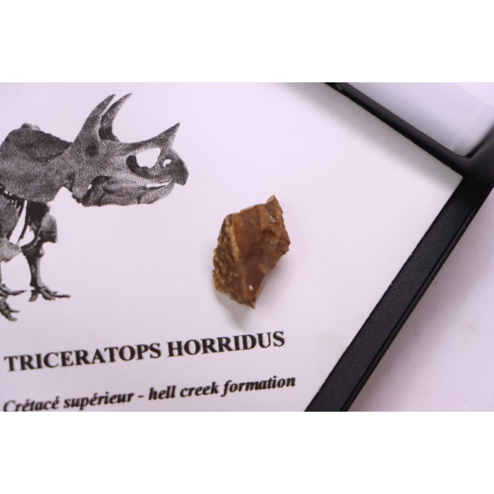 coffret dent de TRICERATOPS HORRIDUS