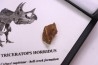 dinosaure tooth: TRICERATOPS HORRIDUS