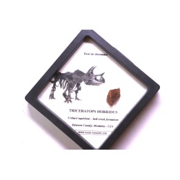 dinosaure tooth: TRICERATOPS HORRIDUS