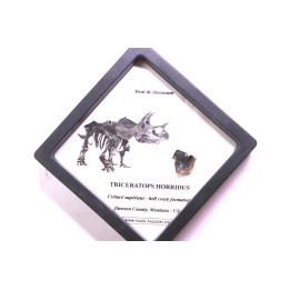 dinosaure tooth: TRICERATOPS HORRIDUS