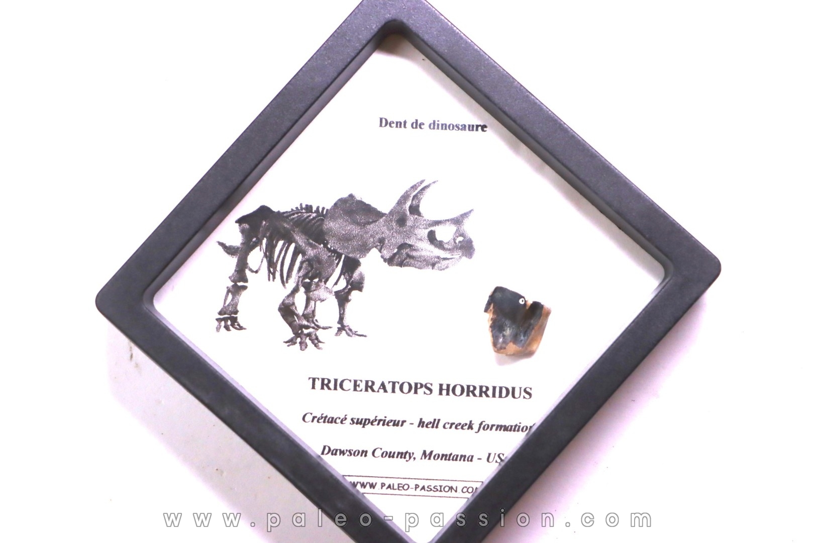 coffret dent de TRICERATOPS HORRIDUS