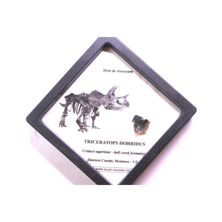 coffret dent de TRICERATOPS HORRIDUS