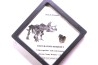 coffret dent de TRICERATOPS HORRIDUS