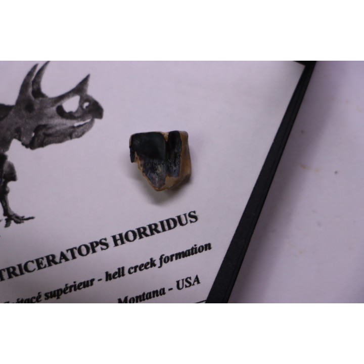 coffret dent de TRICERATOPS HORRIDUS
