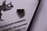 coffret dent de TRICERATOPS HORRIDUS