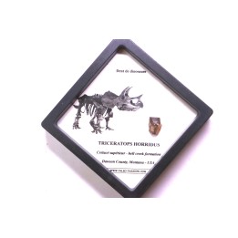 dinosaure tooth: TRICERATOPS HORRIDUS