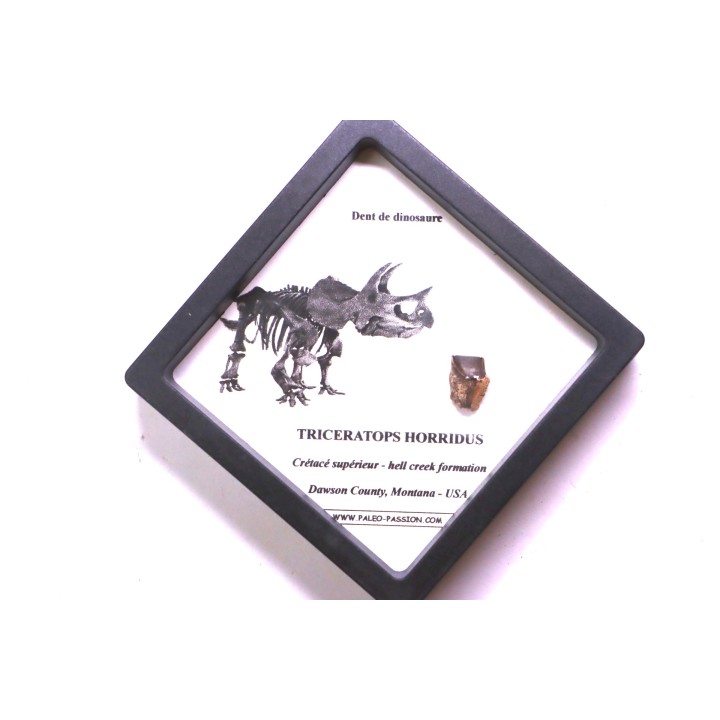 dinosaure tooth: TRICERATOPS HORRIDUS