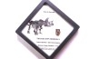 coffret dent de TRICERATOPS HORRIDUS