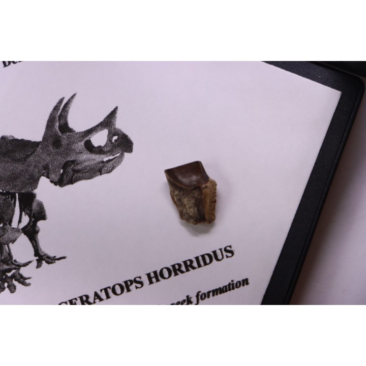 coffret dent de TRICERATOPS HORRIDUS