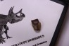 coffret dent de TRICERATOPS HORRIDUS
