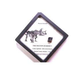 dinosaure tooth: TRICERATOPS HORRIDUS