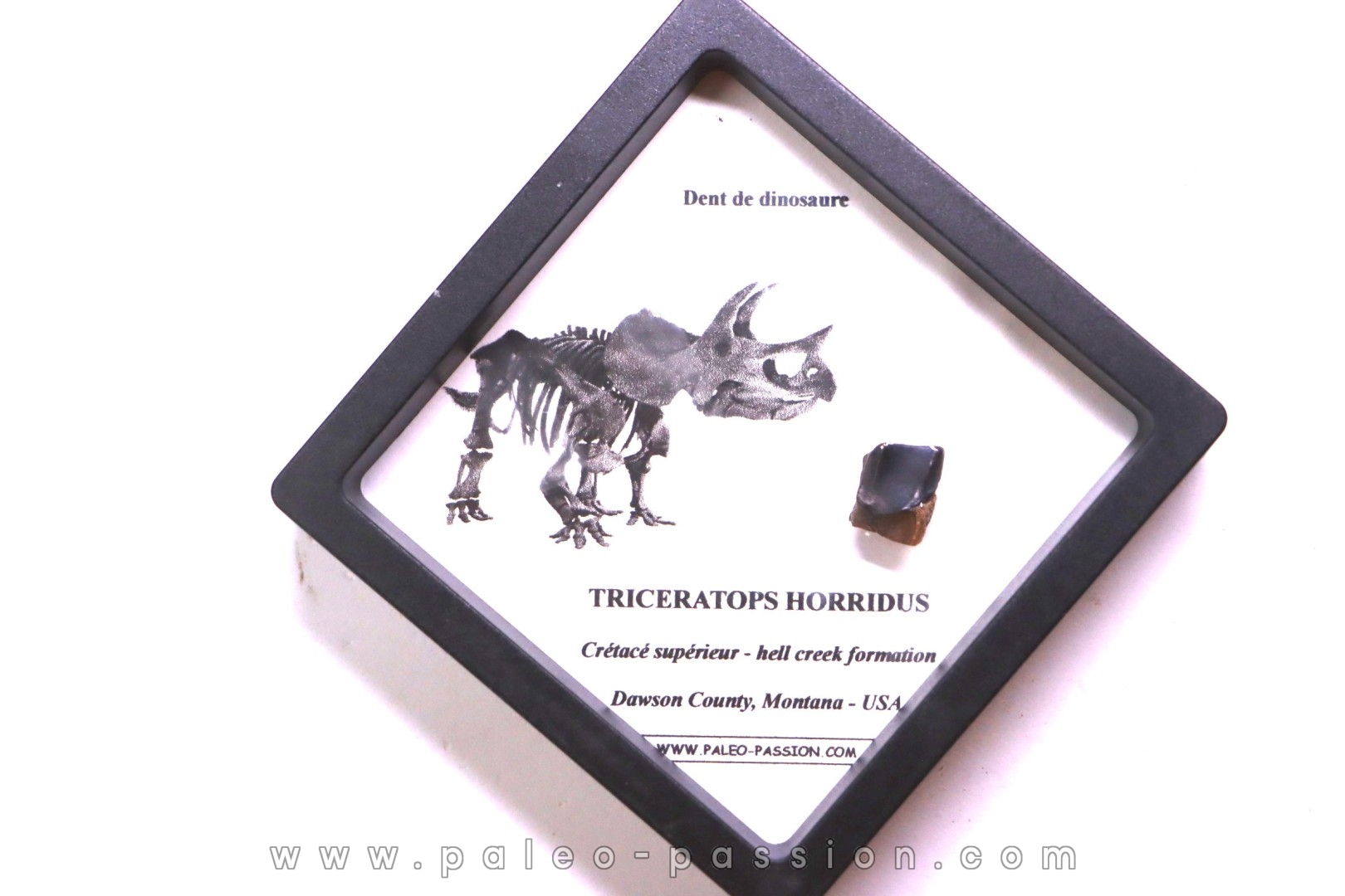 coffret dent de TRICERATOPS HORRIDUS
