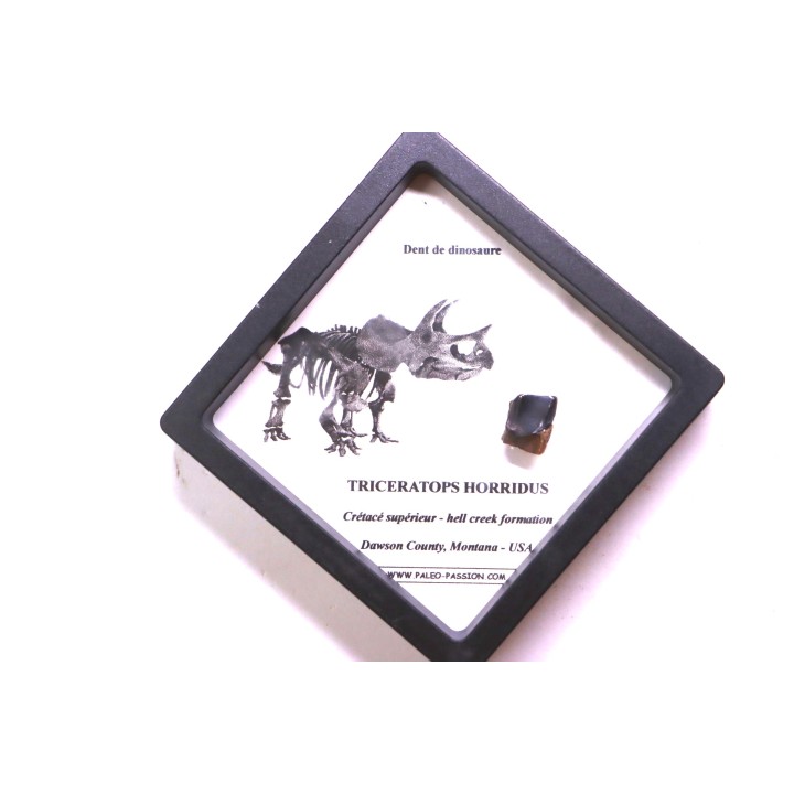 coffret dent de TRICERATOPS HORRIDUS