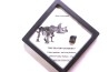 coffret dent de TRICERATOPS HORRIDUS