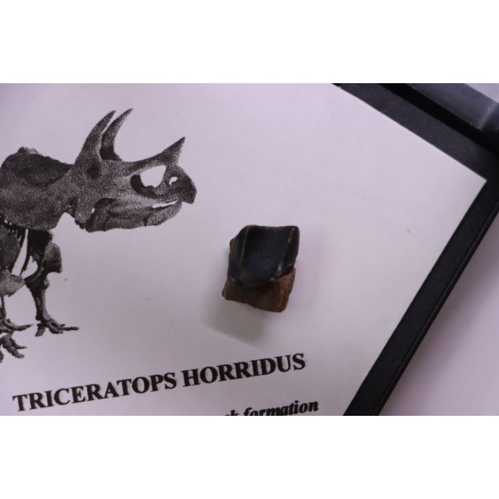 dinosaure tooth: TRICERATOPS HORRIDUS