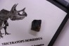 coffret dent de TRICERATOPS HORRIDUS