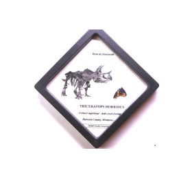 coffret dent de TRICERATOPS HORRIDUS
