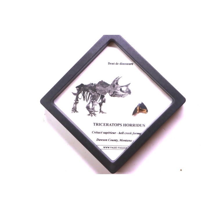 coffret dent de TRICERATOPS HORRIDUS