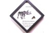 coffret dent de TRICERATOPS HORRIDUS