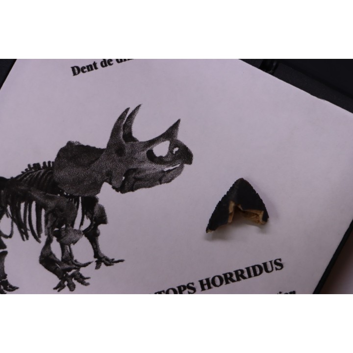 dinosaure tooth: TRICERATOPS HORRIDUS