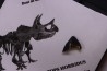 dinosaure tooth: TRICERATOPS HORRIDUS