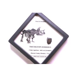 dinosaure tooth: TRICERATOPS HORRIDUS