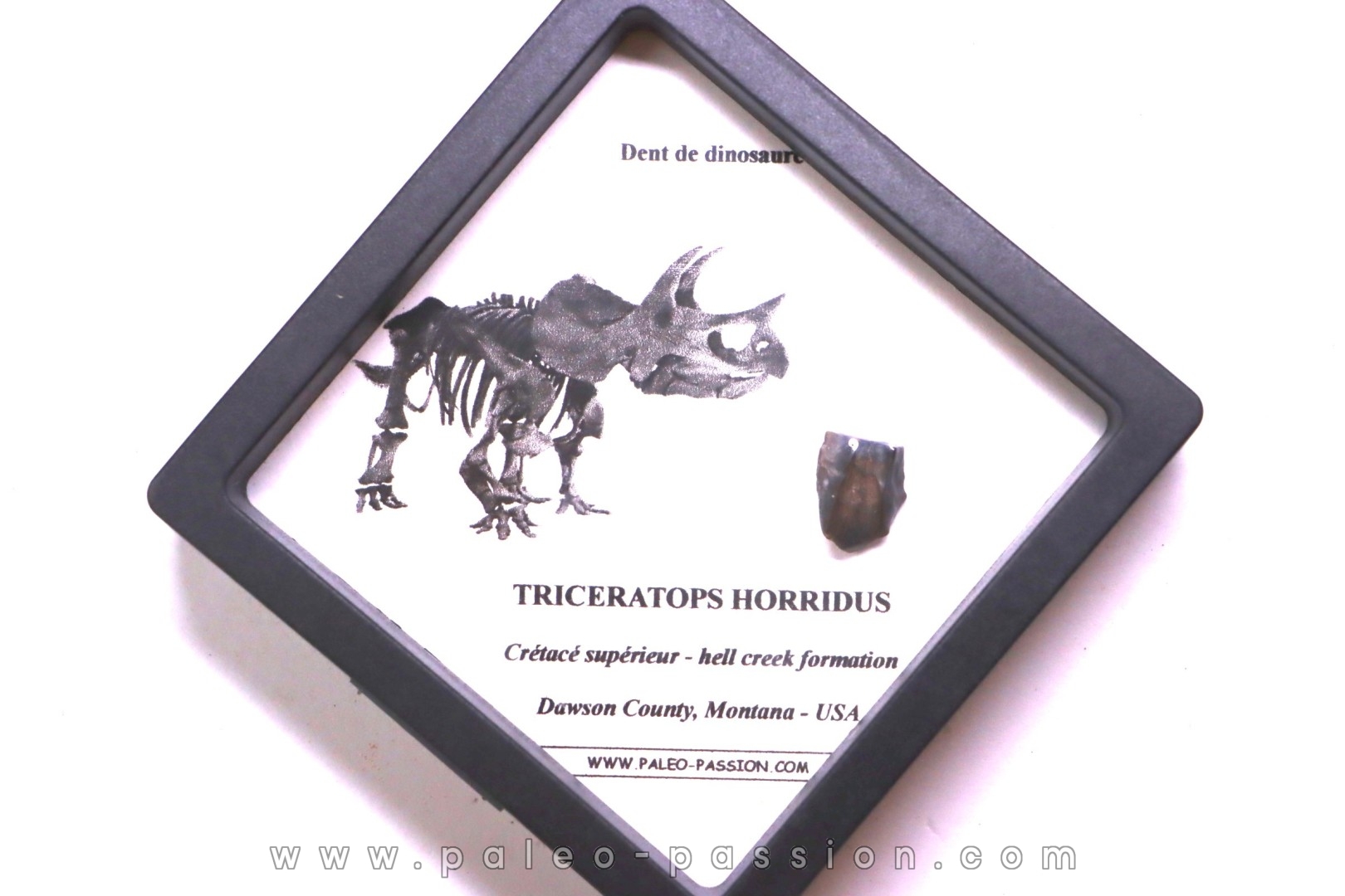 coffret dent de TRICERATOPS HORRIDUS