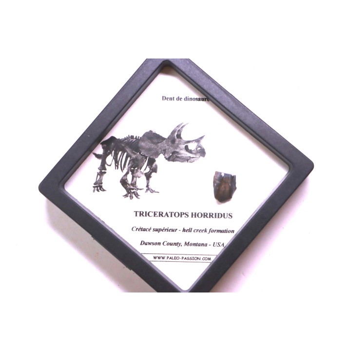 coffret dent de TRICERATOPS HORRIDUS