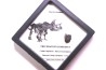coffret dent de TRICERATOPS HORRIDUS