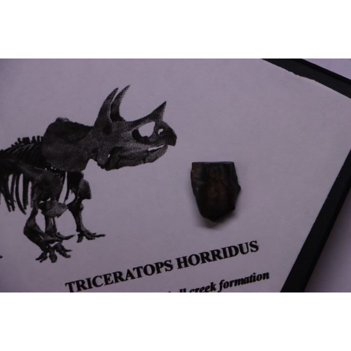 coffret dent de TRICERATOPS HORRIDUS