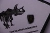 dinosaure tooth: TRICERATOPS HORRIDUS