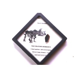 dinosaure tooth: TRICERATOPS HORRIDUS