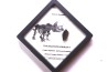 coffret dent de TRICERATOPS HORRIDUS