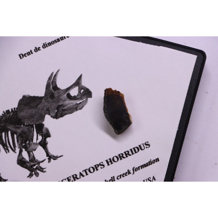 coffret dent de TRICERATOPS HORRIDUS