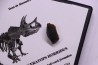 dinosaure tooth: TRICERATOPS HORRIDUS