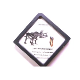 dinosaure tooth: TRICERATOPS HORRIDUS