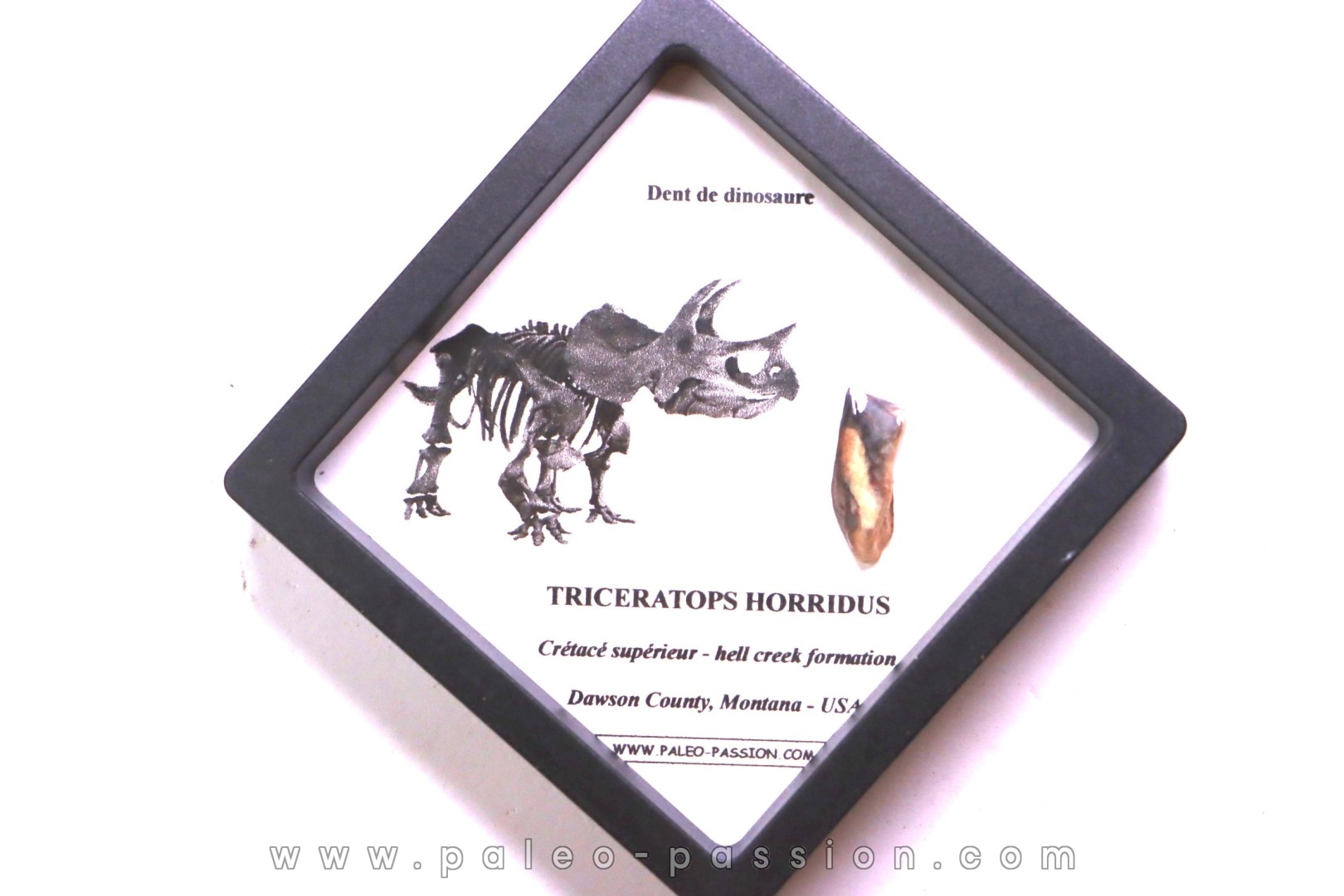 coffret dent de TRICERATOPS HORRIDUS