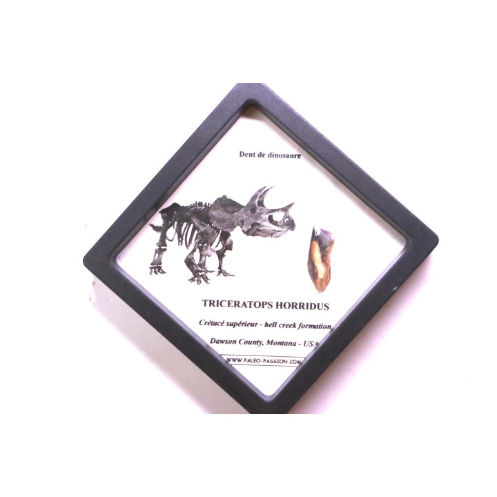 dinosaure tooth: TRICERATOPS HORRIDUS
