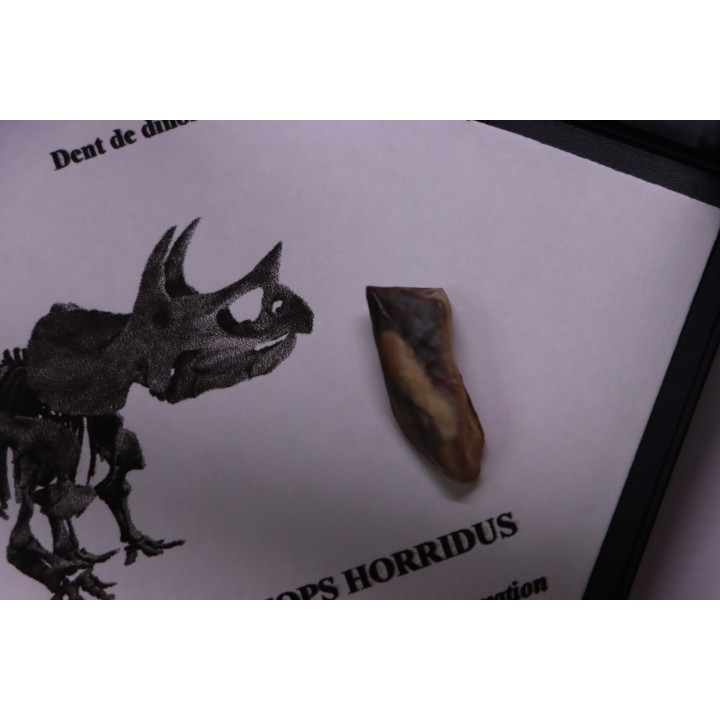 coffret dent de TRICERATOPS HORRIDUS