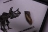 coffret dent de TRICERATOPS HORRIDUS