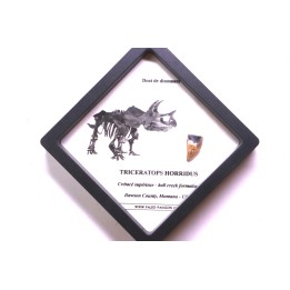 coffret dent de TRICERATOPS HORRIDUS