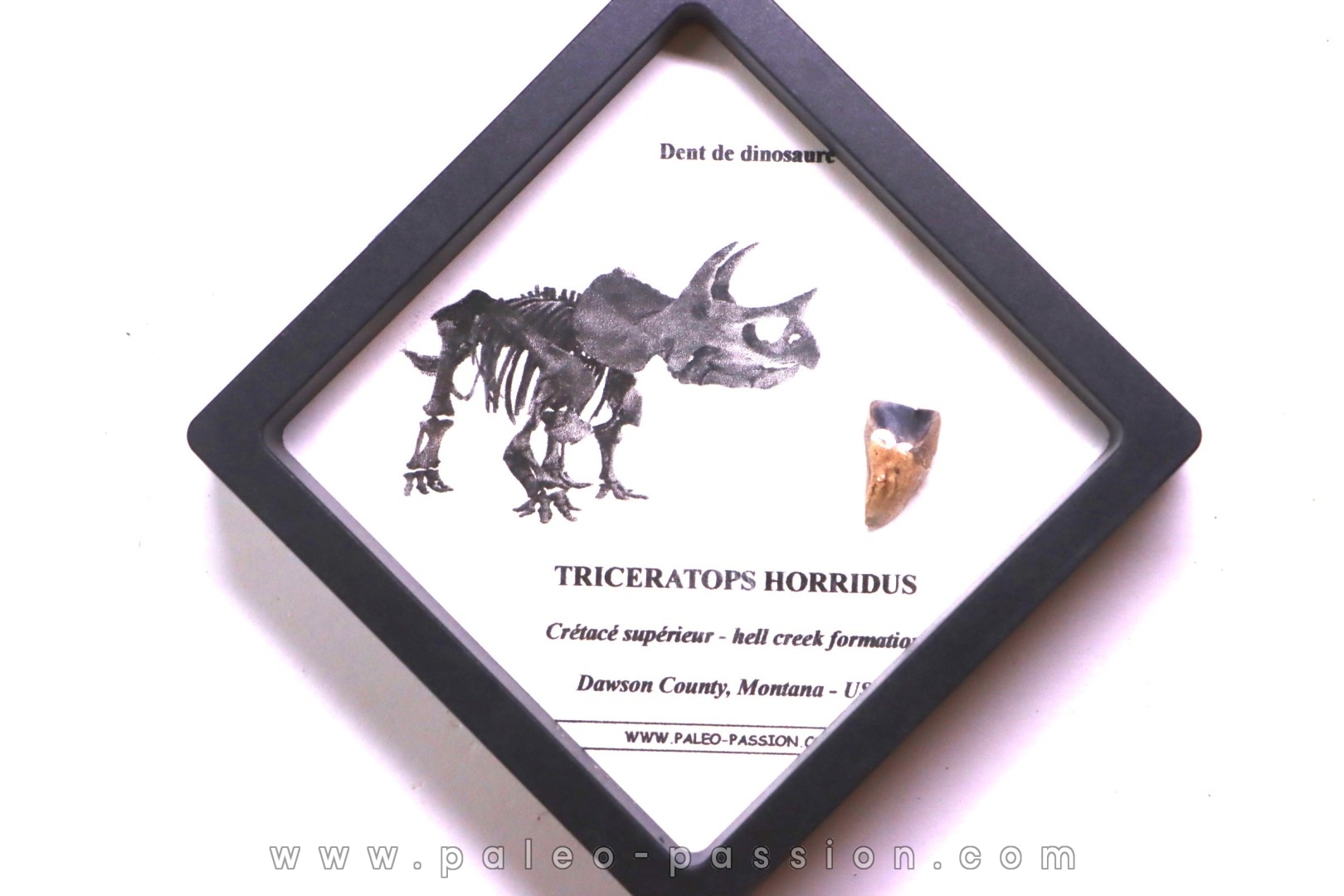 coffret dent de TRICERATOPS HORRIDUS