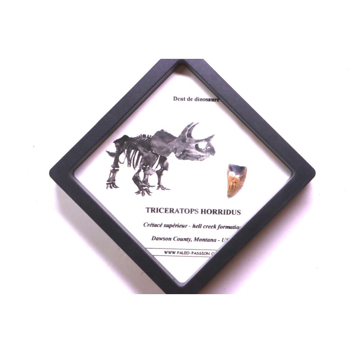 coffret dent de TRICERATOPS HORRIDUS