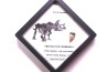 coffret dent de TRICERATOPS HORRIDUS