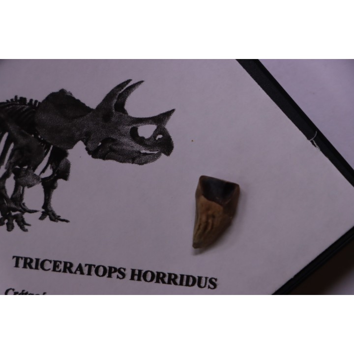 coffret dent de TRICERATOPS HORRIDUS